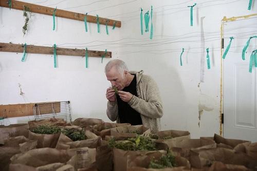 Tim Blake, founder of the Emerald Cup cannabis competition, smells a sample of his Berry White strain of marijuana in a drying room at his farm. Image: Ramin Rahimian, Special to the Chronicle 