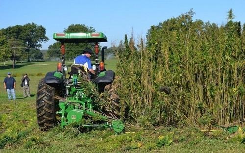 A tractor cuts a small plot of hemp at a University of Kentucky research plot near Lexington. Image: Dylan Lovan, Associated Press via Washingtonpost.com