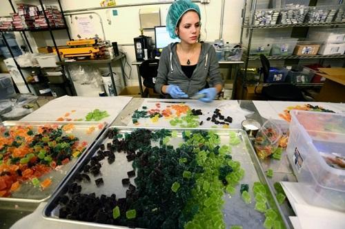 Kate Douglas packages marijuana-infused edibles at Wana Brands in Boulder, CO. Image: Paul Aiken, Daily Camera