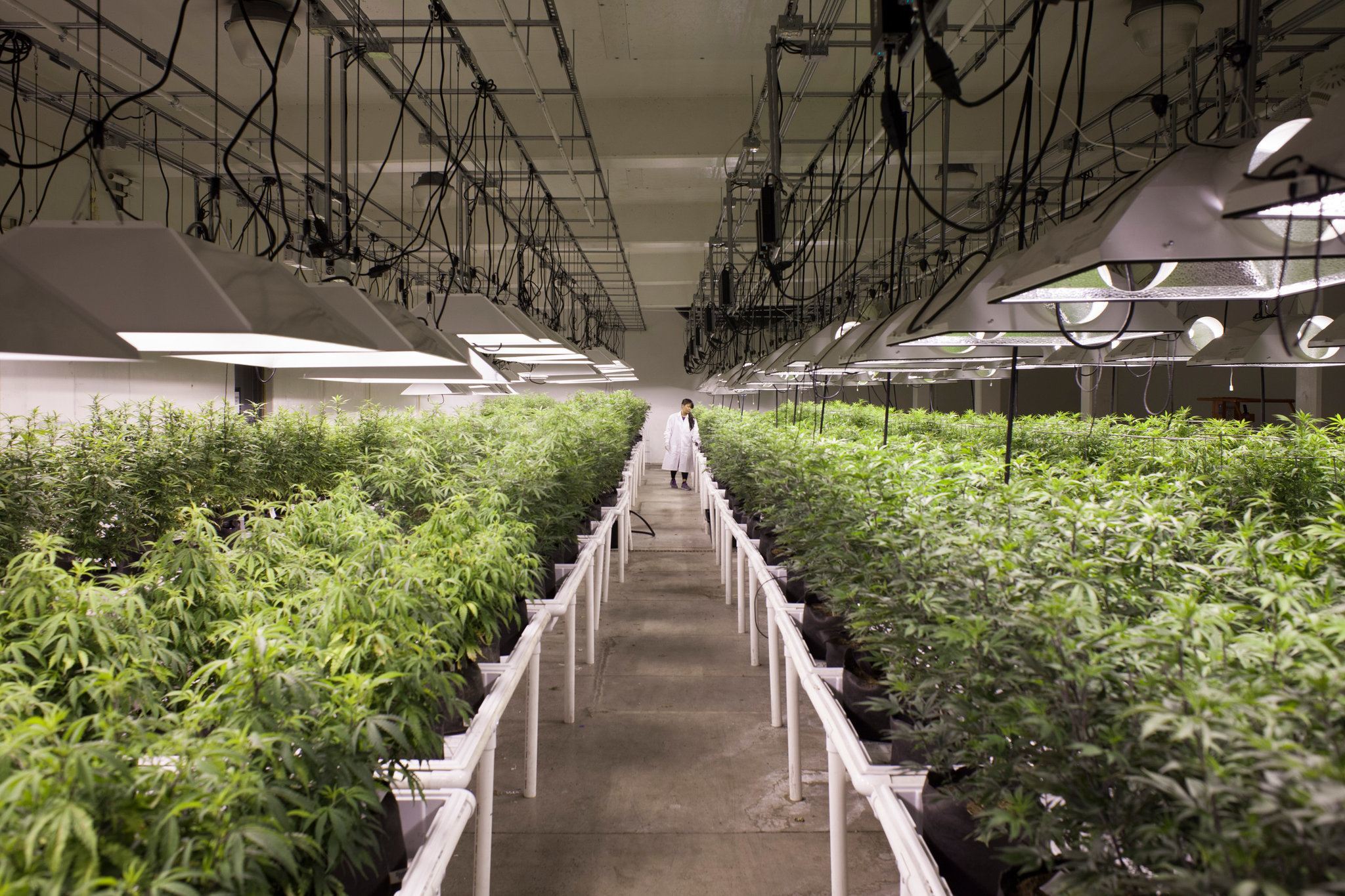 Image of an indoor legal medical marijuana grow in Washington State.