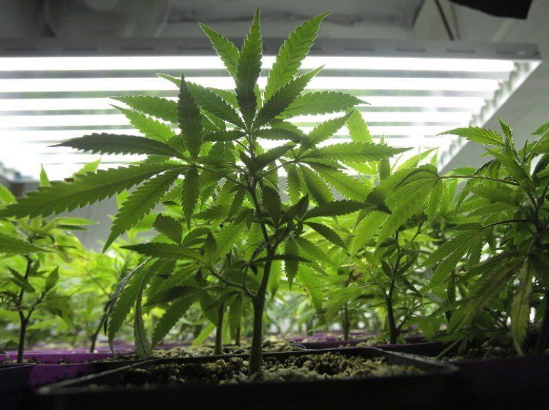 Images of young marijuana plants