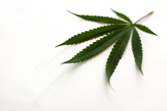 Image of cannabis leaf