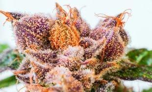 Image of marijuana flower top 