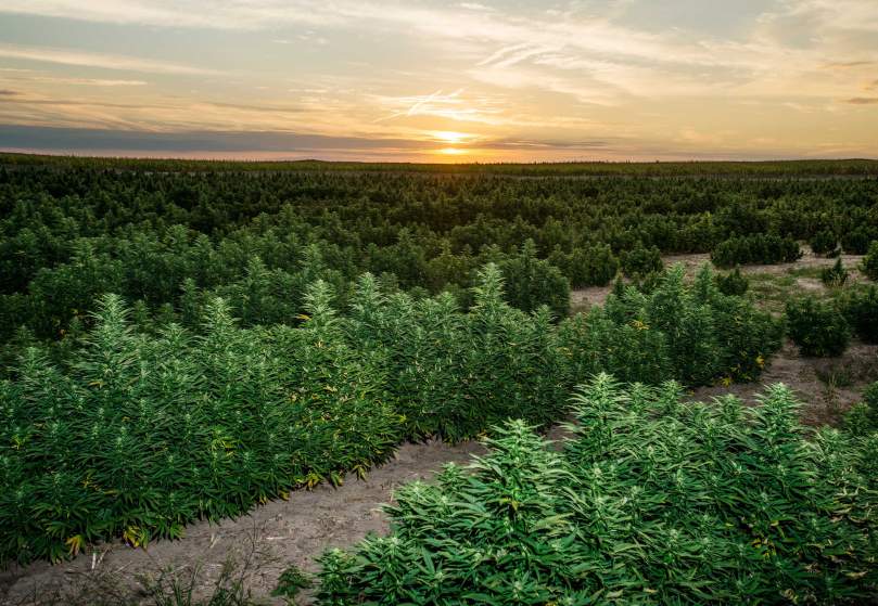Image of a Charlotte's Web marijuana crop legally growing in Colorado