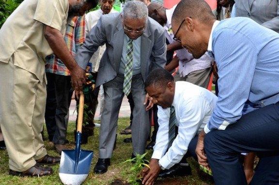 Image of Jamaican officials planting the first legal marijuana plant