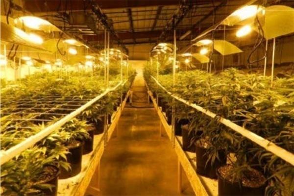 Image of a Colorado indoor legal marijuana grow op