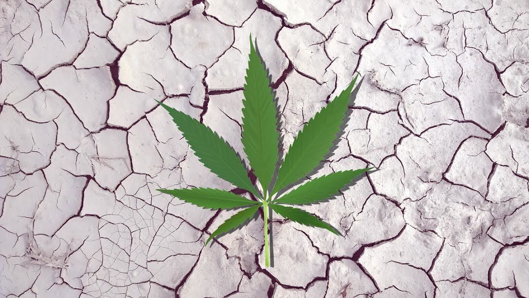 Image of weed drought 