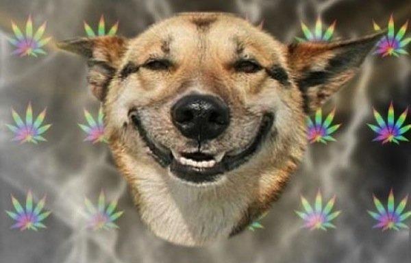 Image of a high dog